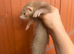 Angora ferrets