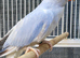 Beautiful Very Rare Violet Oplaine Cleartail Mutation Ringneck Baby