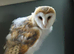 9 week old barn owls