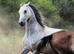 Tall, Elegant Arabian Mare