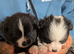 Beautiful Pomchi puppies