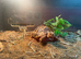 Tortoises with set ups