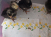 Week old chicks