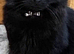 Black part Bred Maine Coon
