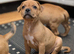 Red Staffordshire bull boy ready now