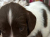 Liver & white Kc ESS puppies
