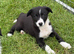 KC Reg Gorgeous Border Collie puppies