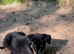 Huntaway X collie pups