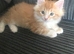 Beautiful playful kittens