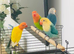 Beautiful Lovebirds for Sale with DNA