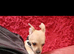 Chihuahua lovely and kind to cats