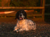 Wanting a cocker spaniel puppy