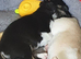 Chihuahua puppies ready now Lincolnshire