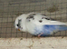 Budgies x2