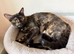 A Tortie kitty looking for a new hom