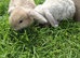 Beautiful mini lop baby rabbits