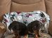 Dachshund pups
