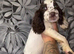 5 cocker spaniel puppies