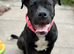 Staffy x Mastiff Female