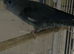lineolated (linnies) proven pair