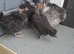 Necked neck bantam chickens
