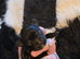 Beautiful puppy Shitsu's