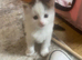 Beautiful x3 kittens for sale