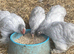 Lavender Pekin bantams for sale