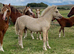 Palomino Welsh A colt foal