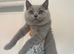 Pedigree Registered Male, CHAMPION BLOODLINE BSH