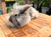 3 Beautiful Lionhead/Angora Bunnies – Ready for Their Forever Home