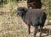 Coloured ryeland x lambs