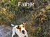 Small strain Jack Russells