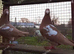 MULEMANS RARE COLOUR RACING PIGEONS