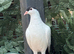 afghan pigeons