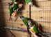 Conures