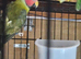 Pair plum heads