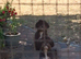 Pure bred shih tzu puppies