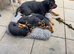 Stunning Rottweiler × German Shepherd Puppies