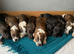 JAW-DROPPING POCKET BULLIES – IMPRESSIVE GENETICS & LOVING TEMPERAMENTS