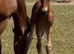 Breathtakingly Beautiful Bright Bay Warmblood X Friesian