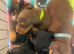 Dachshund puppies for sale