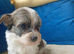 AMAZING full breed KC registered Havanese puppies