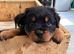 Pick of litter available world champion bloodlines