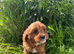 Cavapoo girl puppy