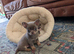 Beautiful quality BLUE/LILAC apple head chihuahuas