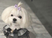 100% Korean tiny Maltese well proven 5* rated licensed stud