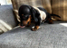 Dachshund