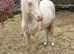 Prince - handsome pony looking for a home