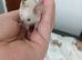 Baby Siamese mice for sale 6wls old